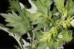 Common wormwood 